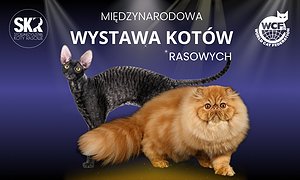 Międzynarodowa Wystawa Kotów Rasowych